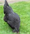 poule noire