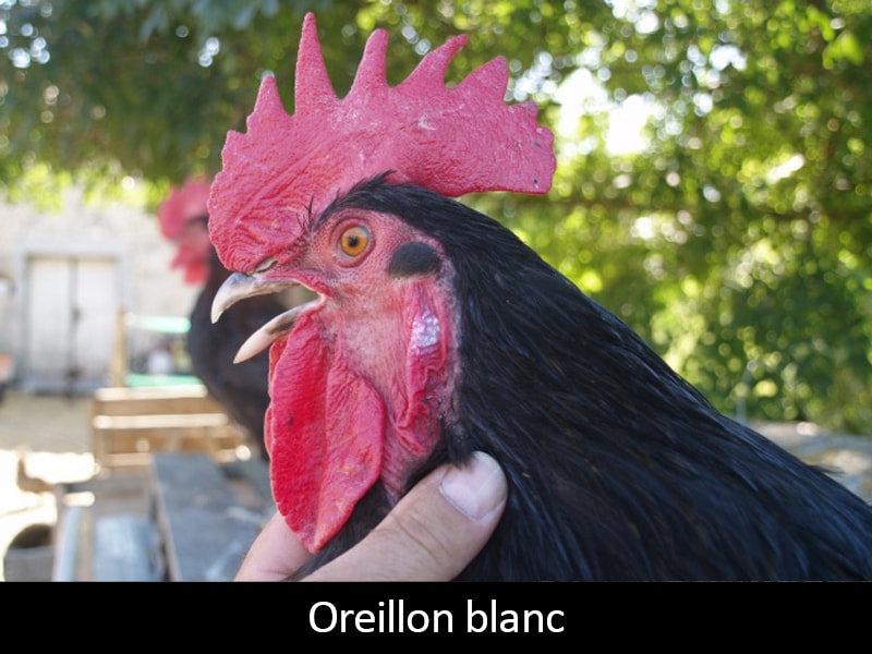 Oreillon-blanc